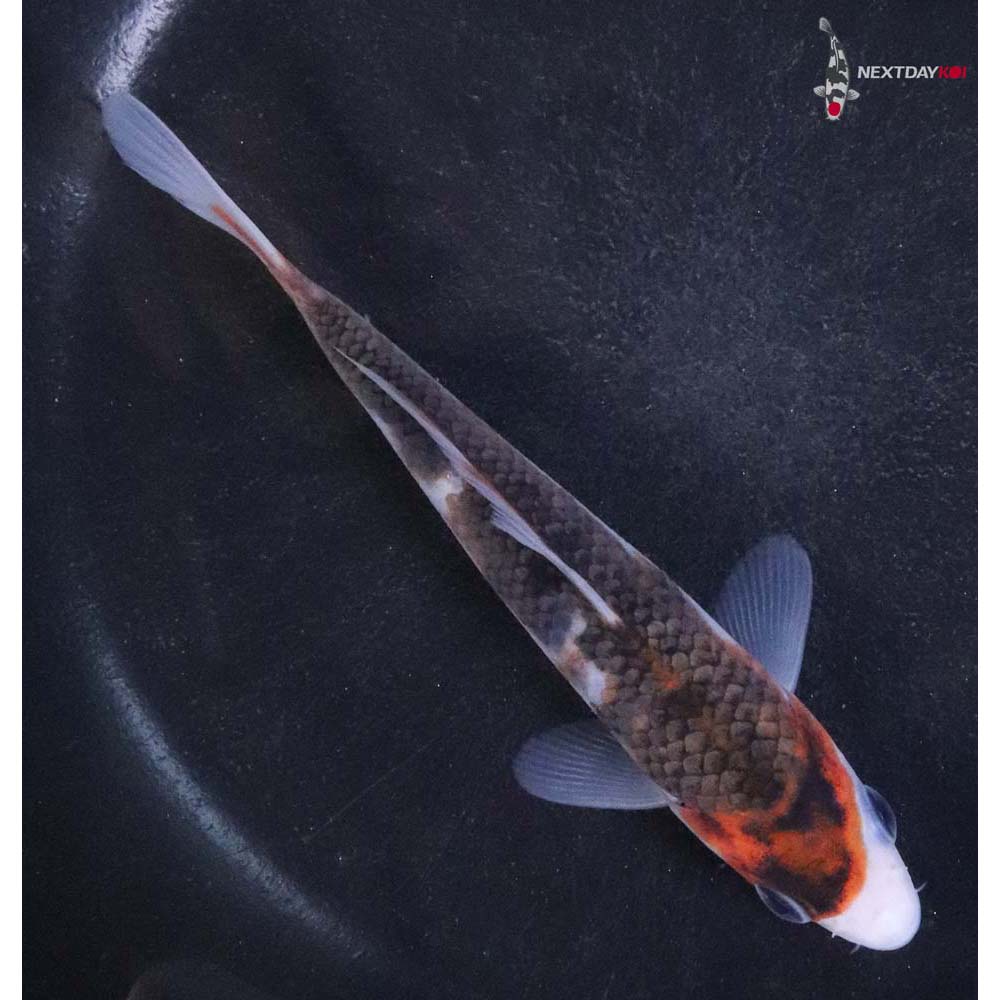 5” Imported Goromo