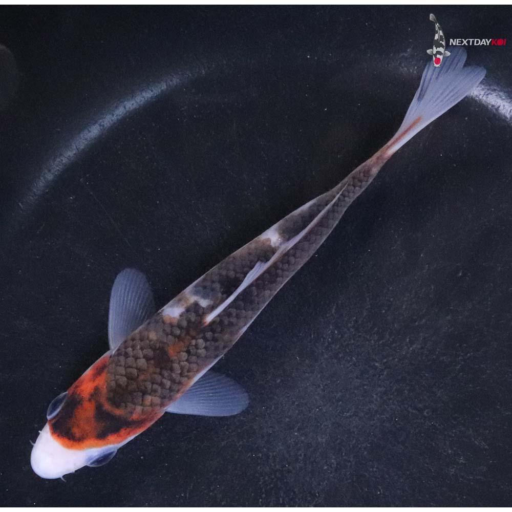 5” Imported Goromo