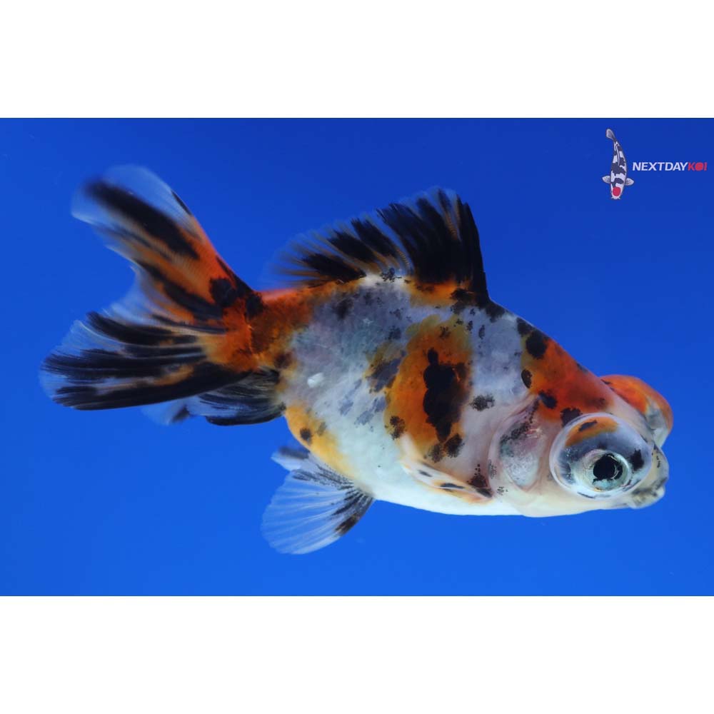 3.5” Imported Calico Telescope Fantail