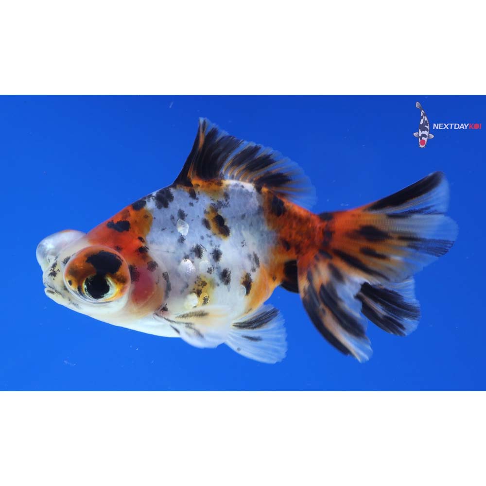 3.5” Imported Calico Telescope Fantail