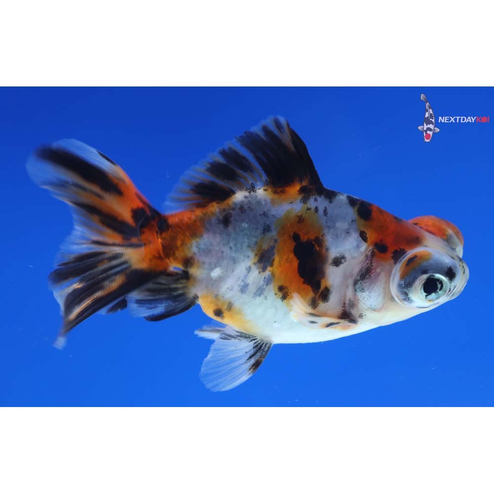 3.5” Imported Calico Telescope Fantail