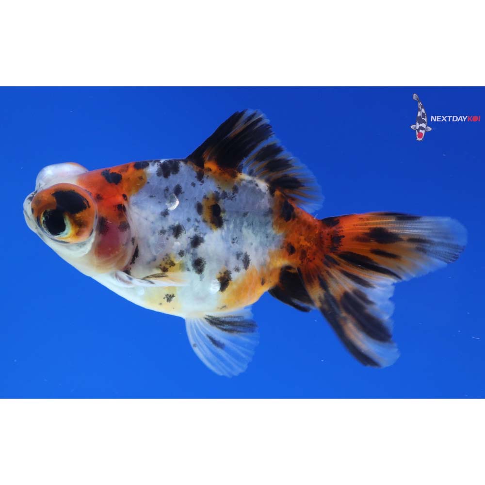 3.5” Imported Calico Telescope Fantail