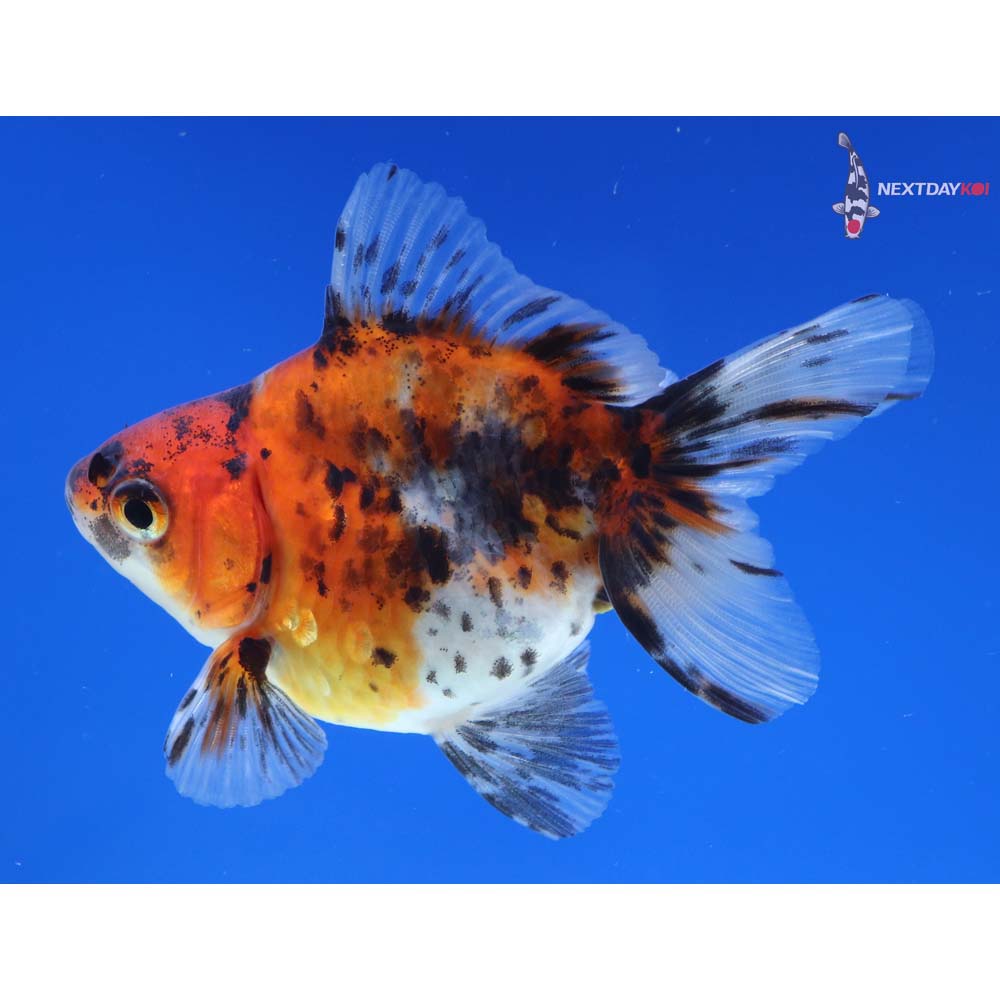 3.5” Imported Calico Ryukin