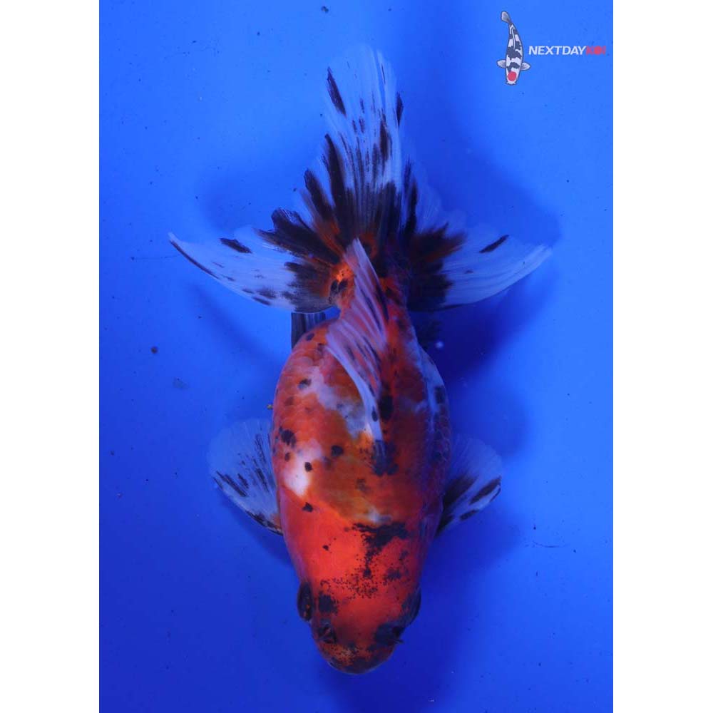 3.5” Imported Calico Ryukin