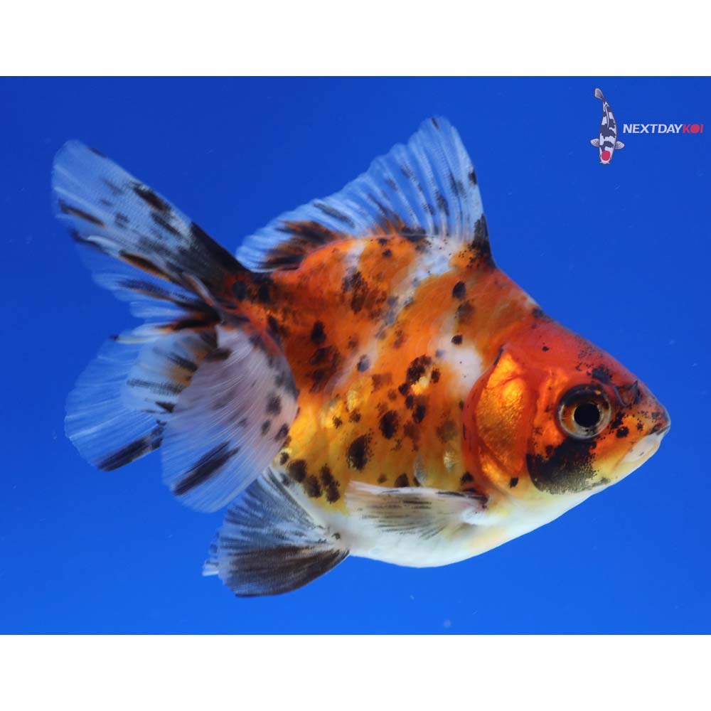 3.5” Imported Calico Ryukin