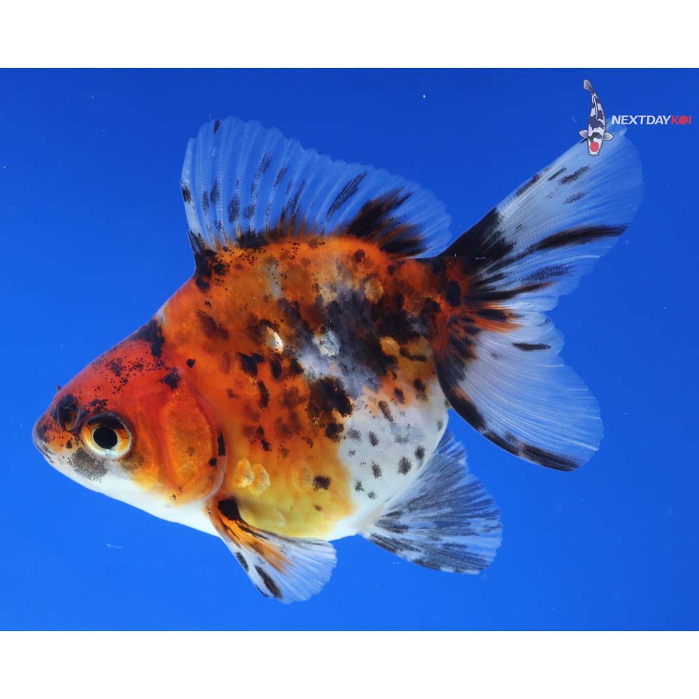 3.5” Imported Calico Ryukin