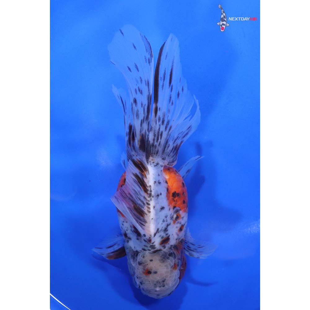 5.5” Imported Calico Oranda