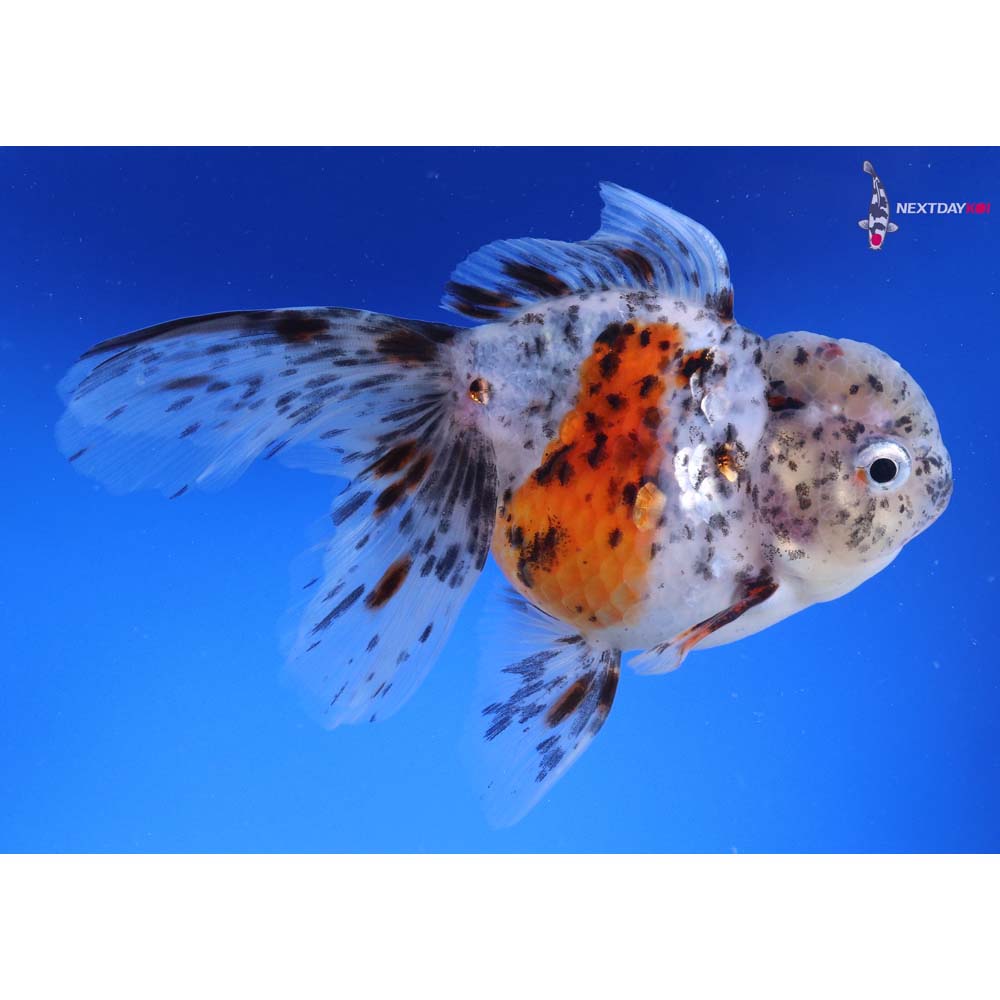 5.5” Imported Calico Oranda