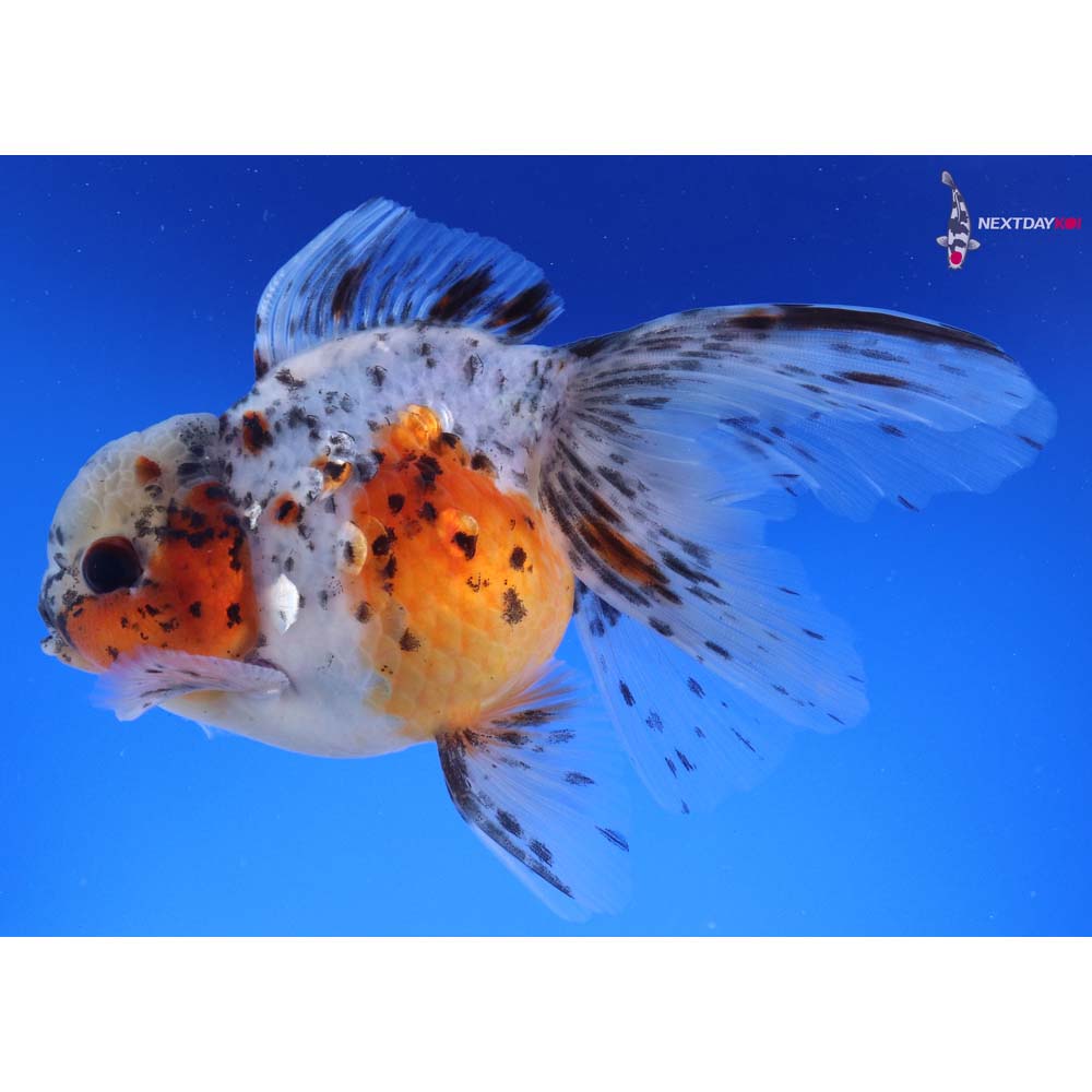 5.5” Imported Calico Oranda