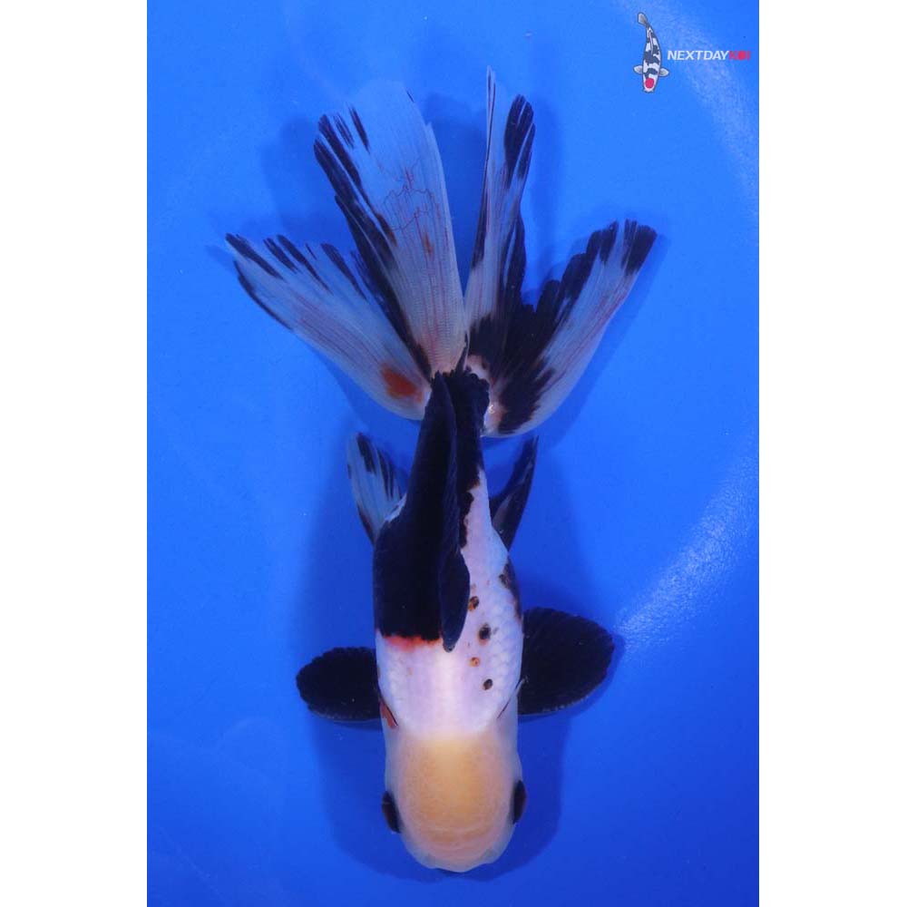 5.5” Imported Tri Color Oranda