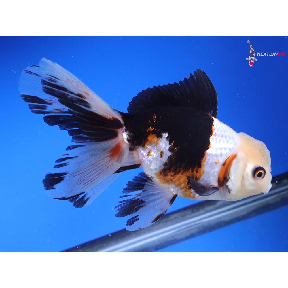 5.5” Imported Tri Color Oranda