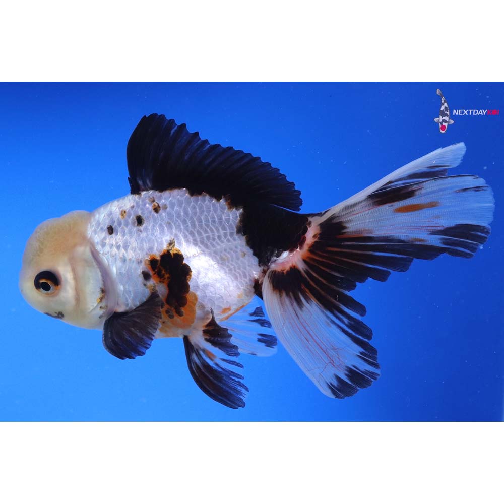 5.5” Imported Tri Color Oranda