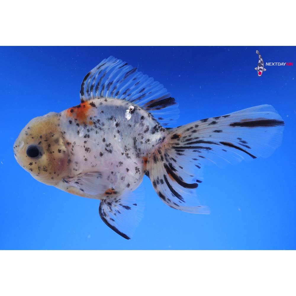 5.5” Imported Calico Oranda