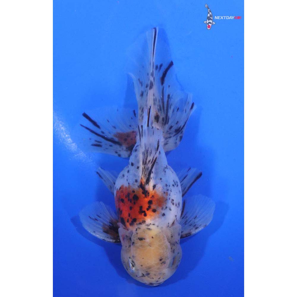 5.5” Imported Calico Oranda