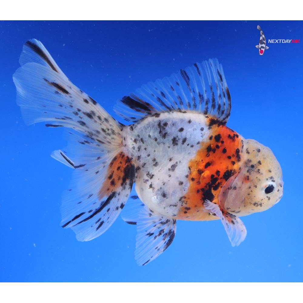 5.5” Imported Calico Oranda