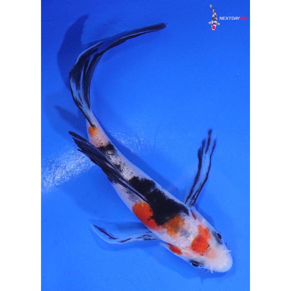4” Imported Sanke Butterfly Koi