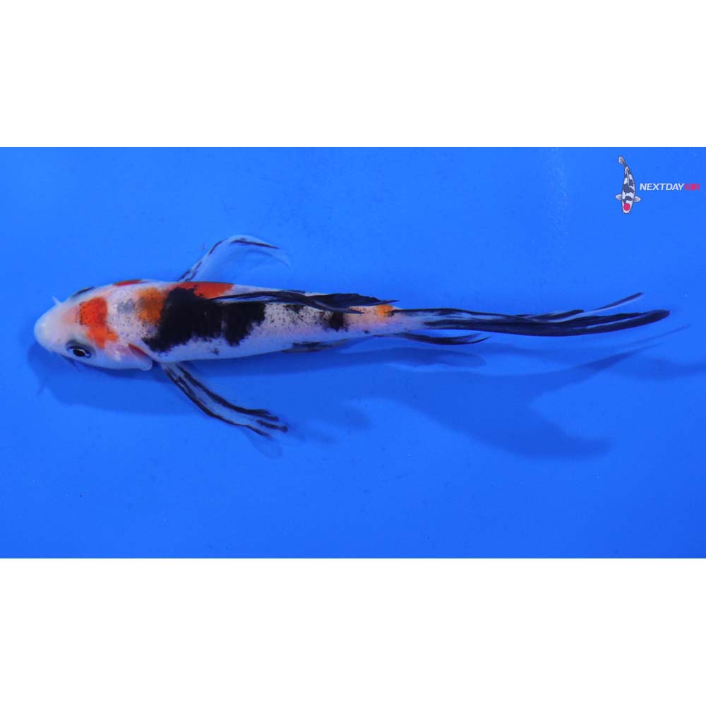 4” Imported Sanke Butterfly Koi