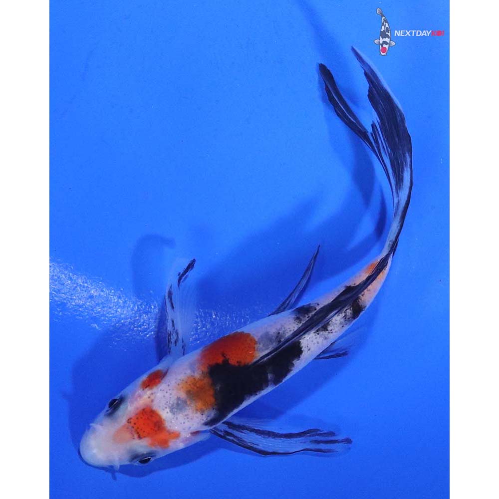 4” Imported Sanke Butterfly Koi