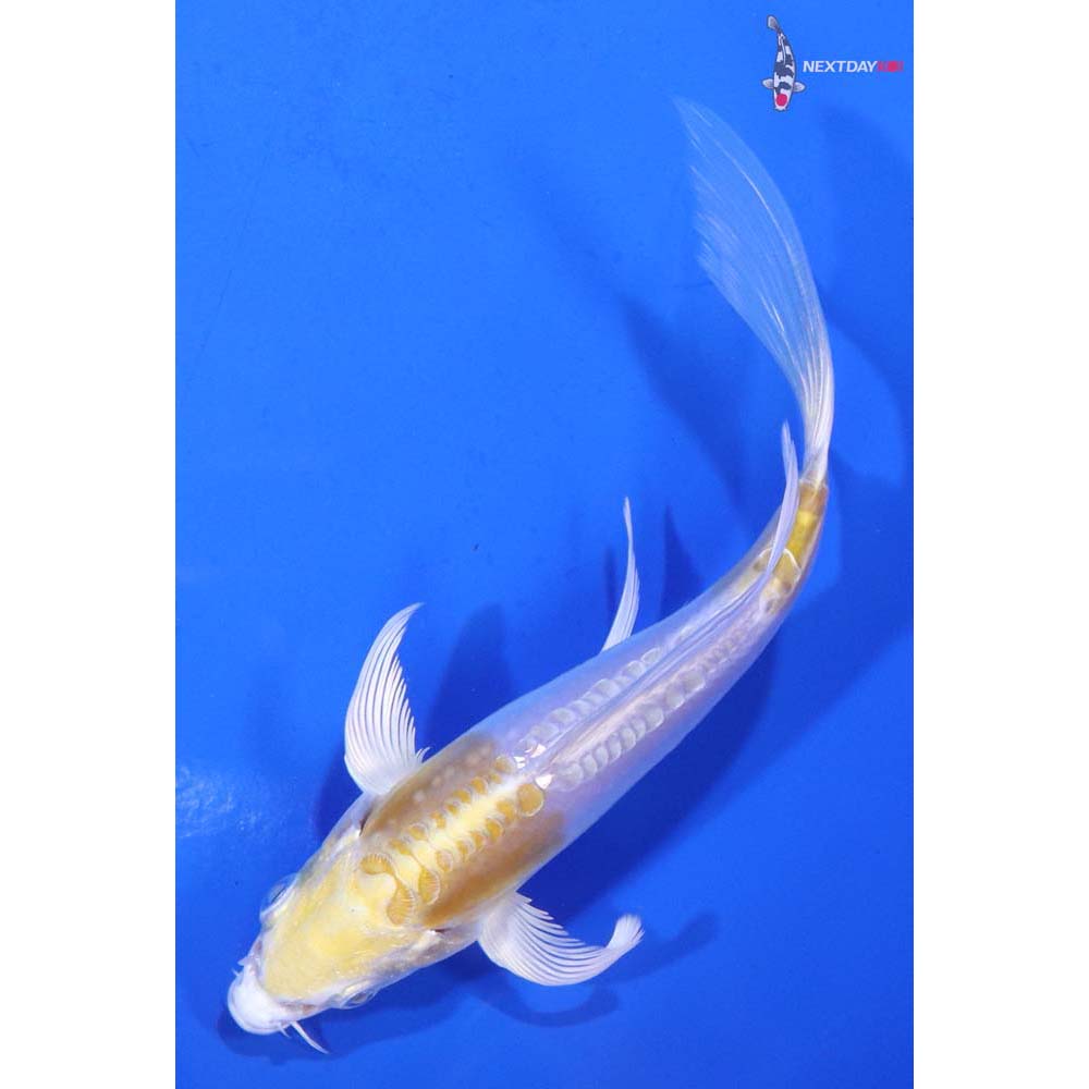 4.5” Imported Doitsu Lemon Hariwake Butterfly Koi