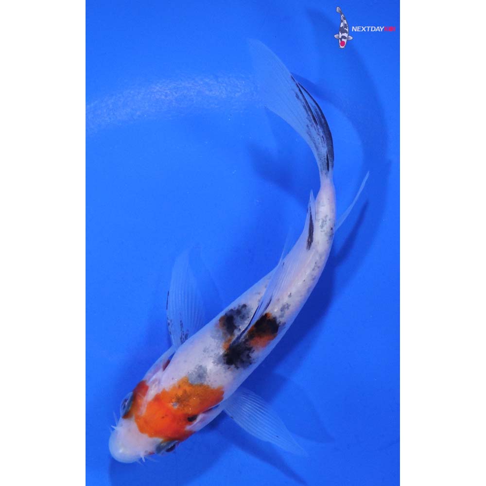 4.5” Imported Sanke Butterfly Koi