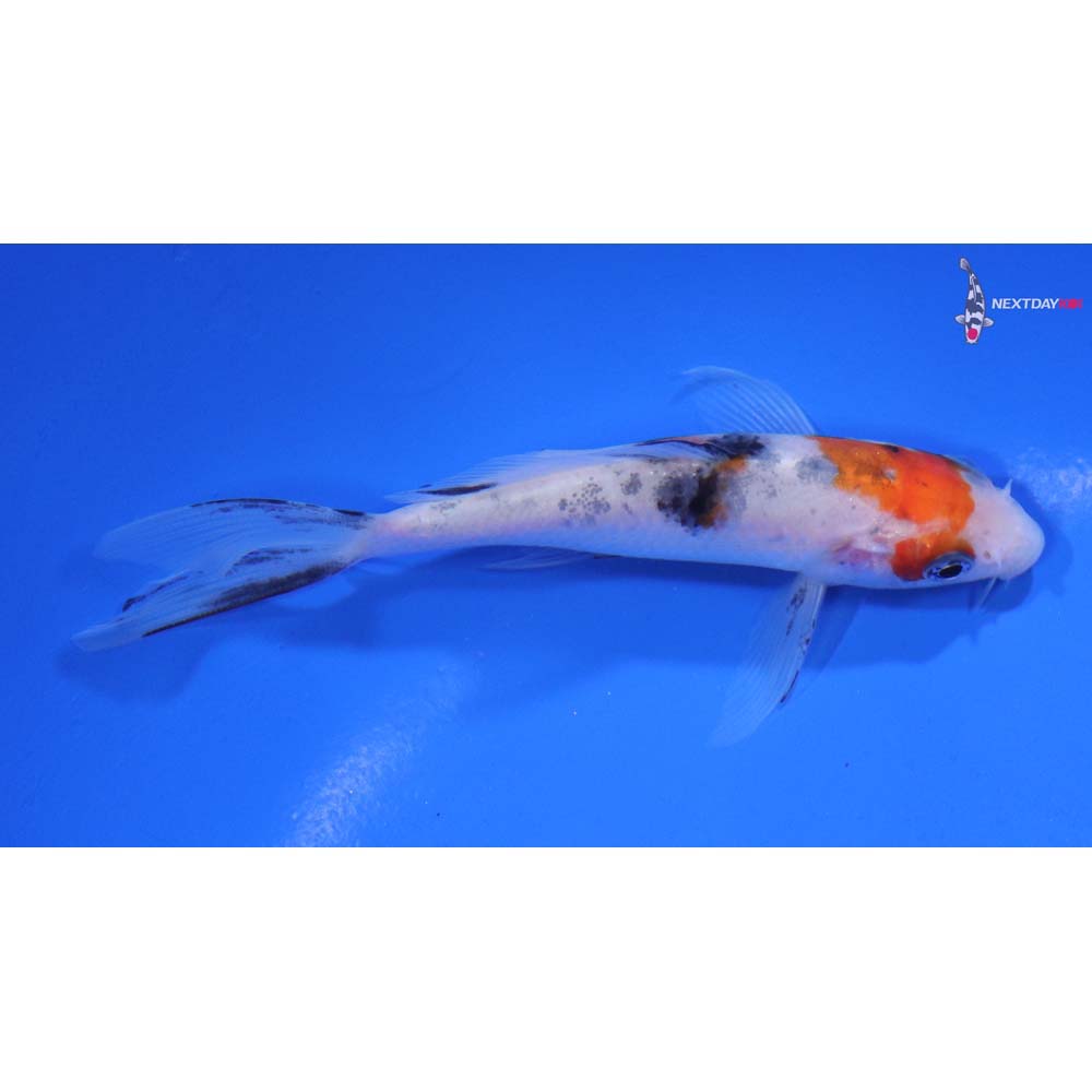4.5” Imported Sanke Butterfly Koi