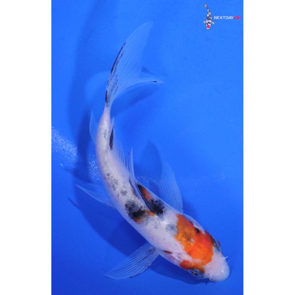 4.5” Imported Sanke Butterfly Koi