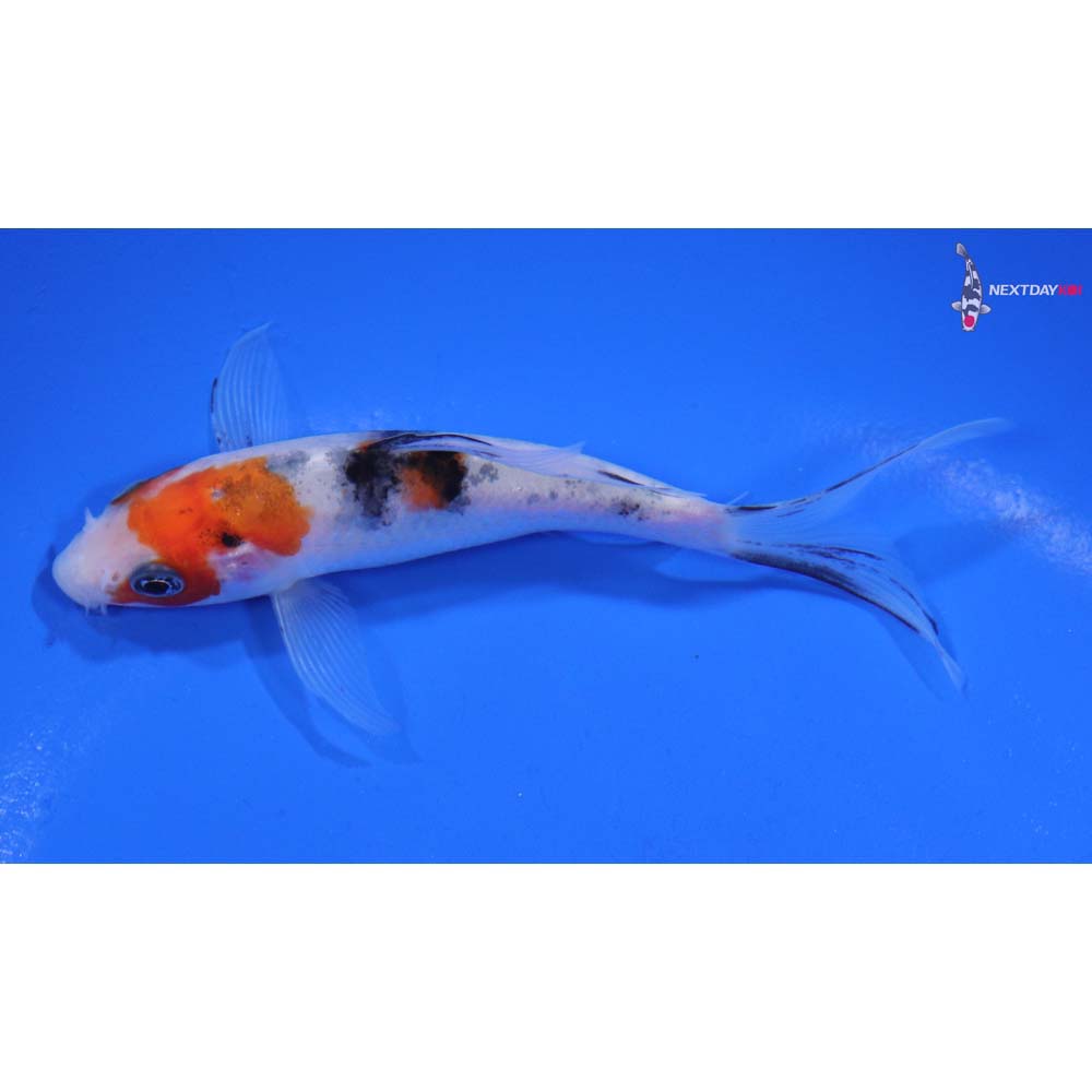 4.5” Imported Sanke Butterfly Koi