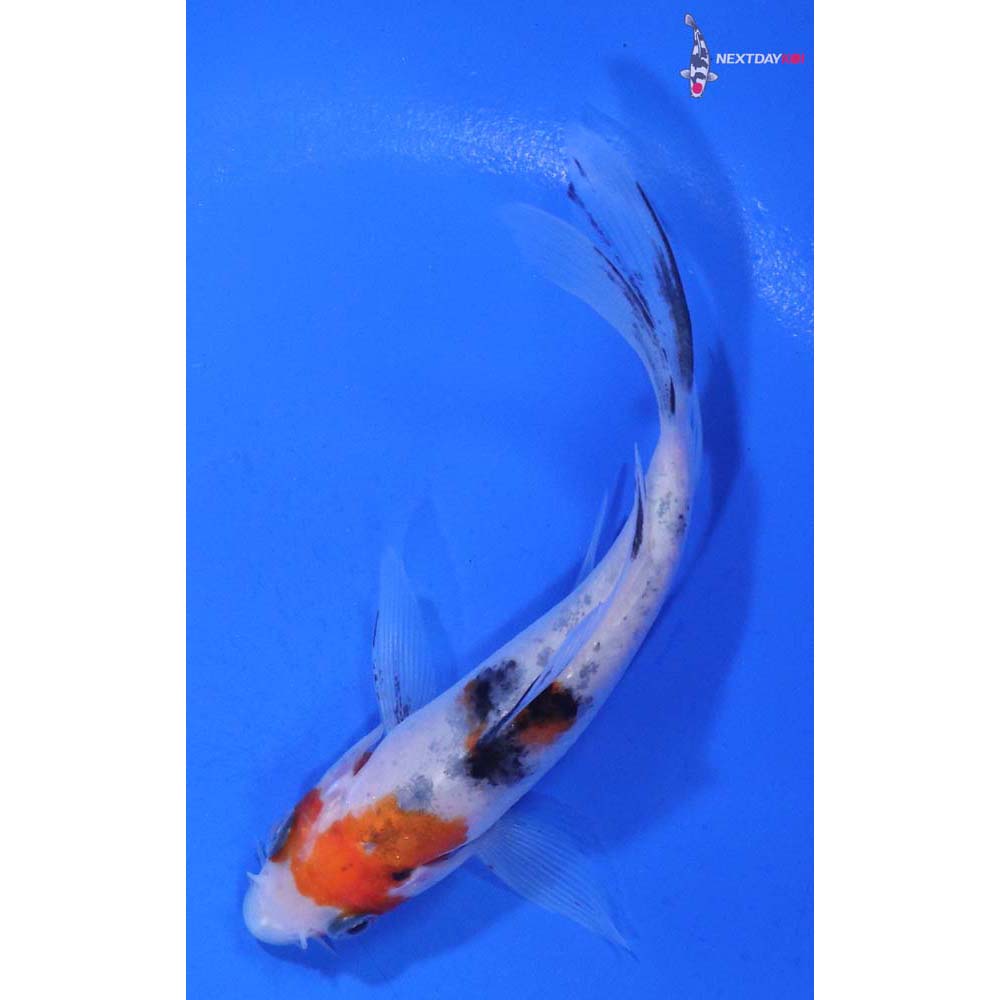 4.5” Imported Sanke Butterfly Koi