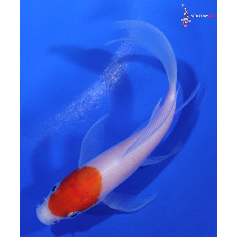 4” Imported Kohaku Butterfly Koi
