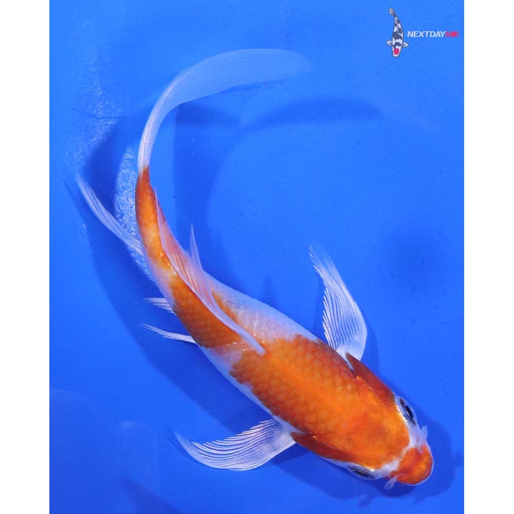 4.5” Imported Hariwake Butterfly Koi