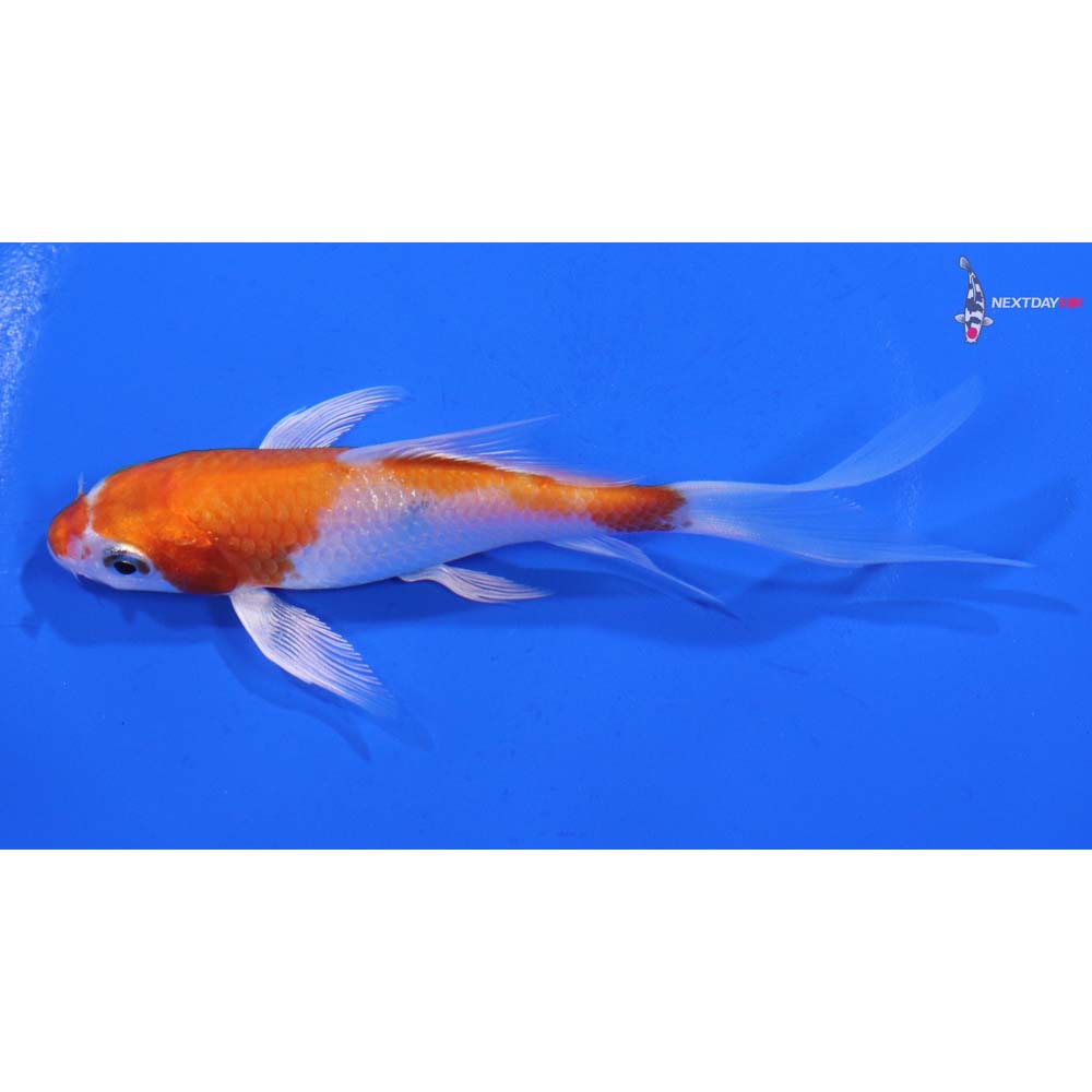 4.5” Imported Hariwake Butterfly Koi