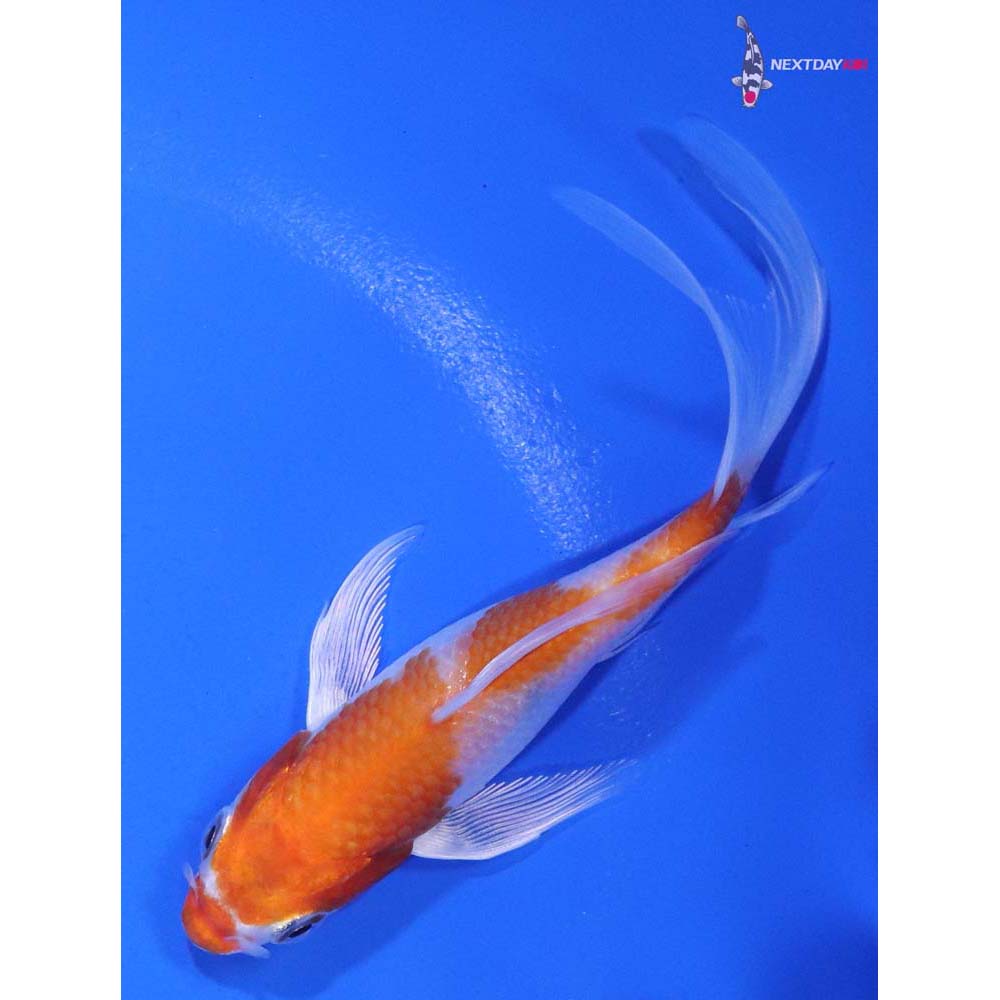 4.5” Imported Hariwake Butterfly Koi