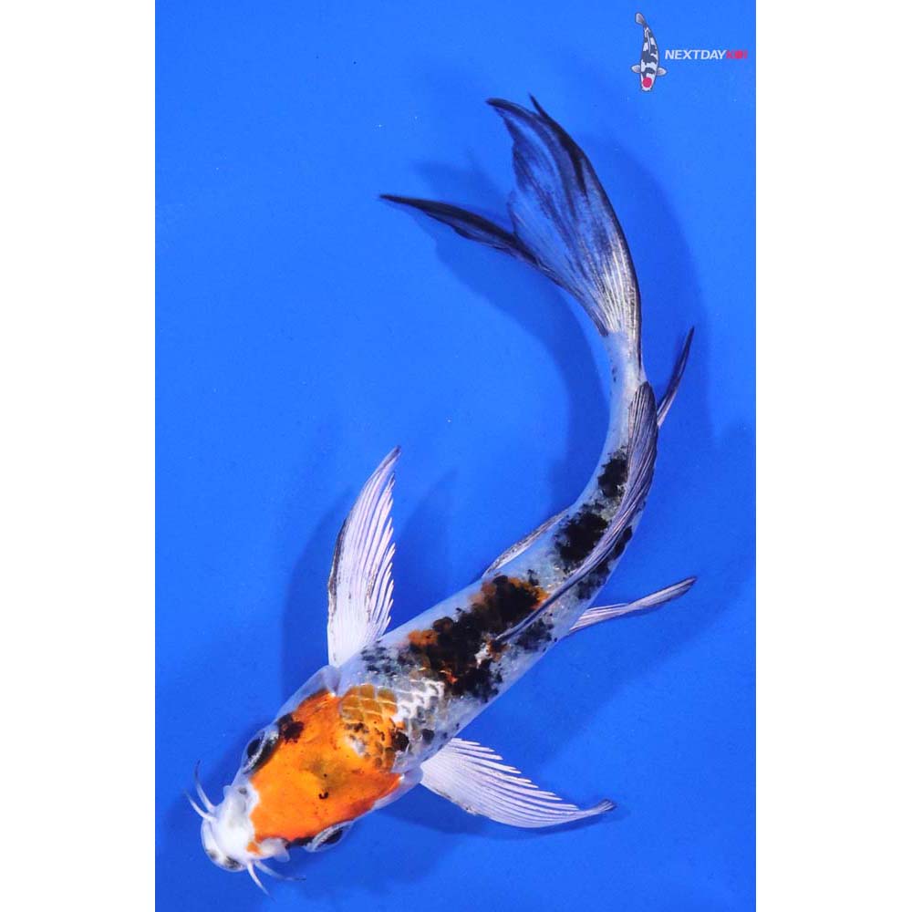 4.5” Imported Yamato Nishiki Butterfly Koi