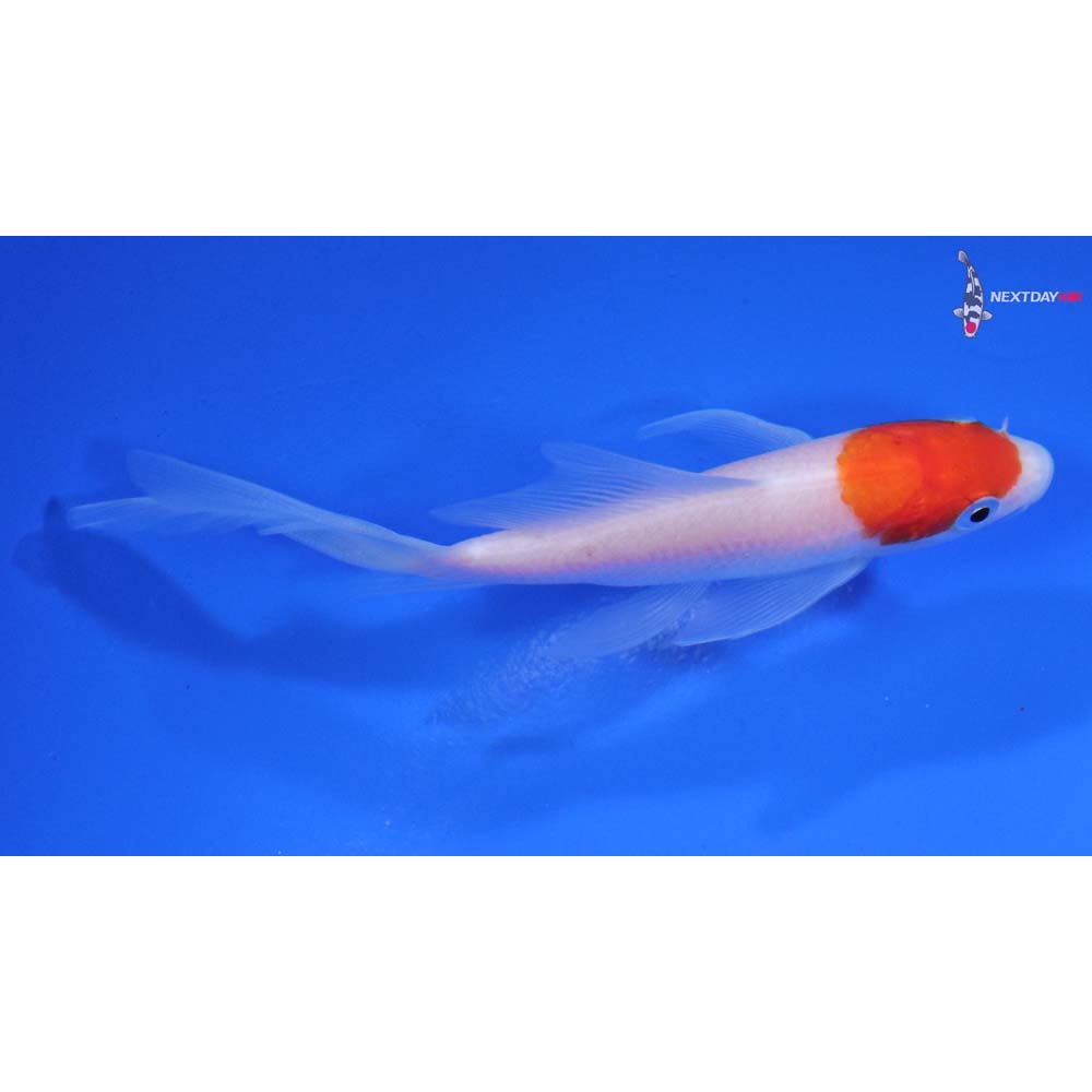 4” Imported Kohaku Butterfly Koi
