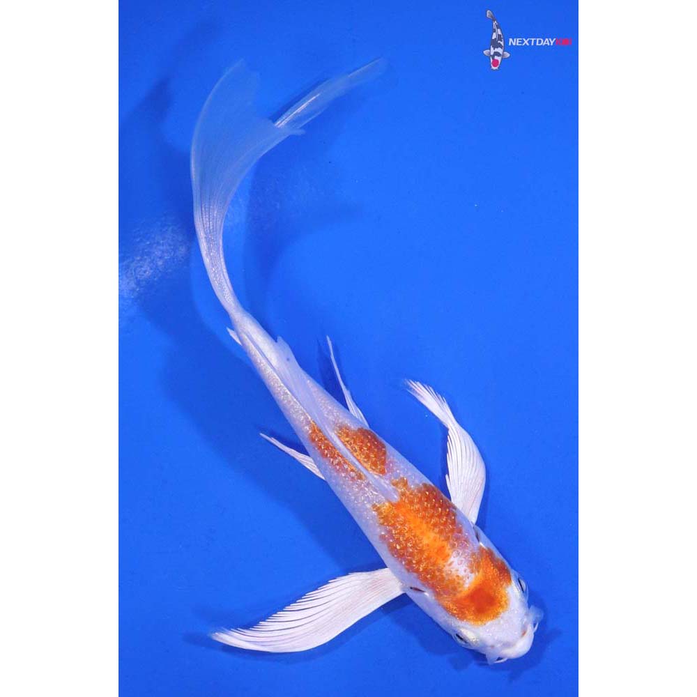 5” Imported Hariwake Butterfly Koi