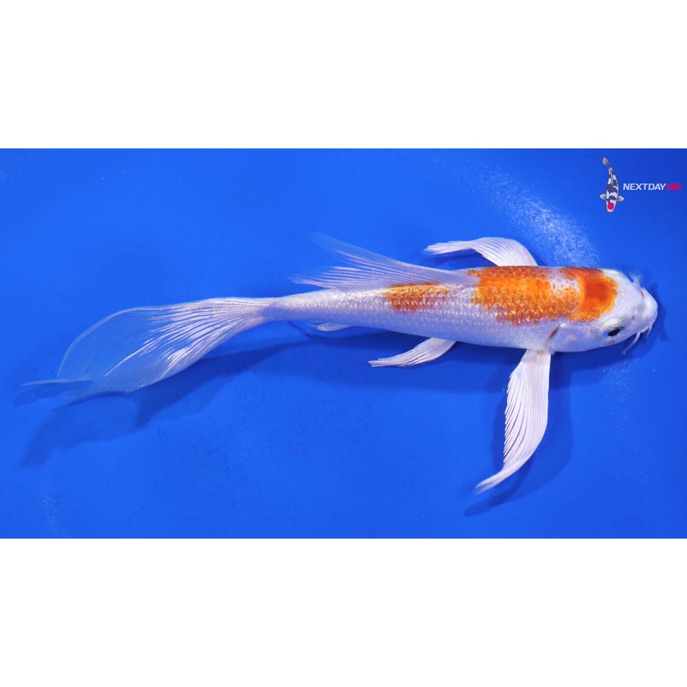 5” Imported Hariwake Butterfly Koi