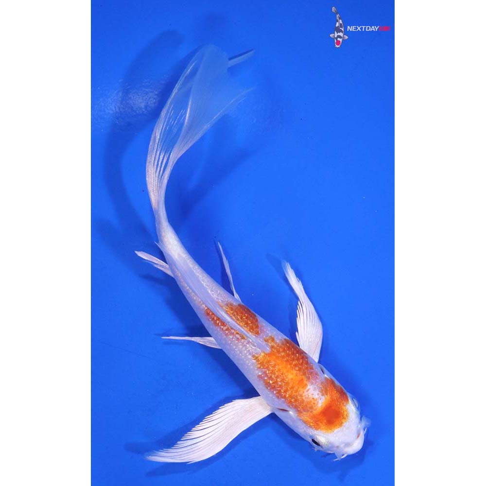 5” Imported Hariwake Butterfly Koi