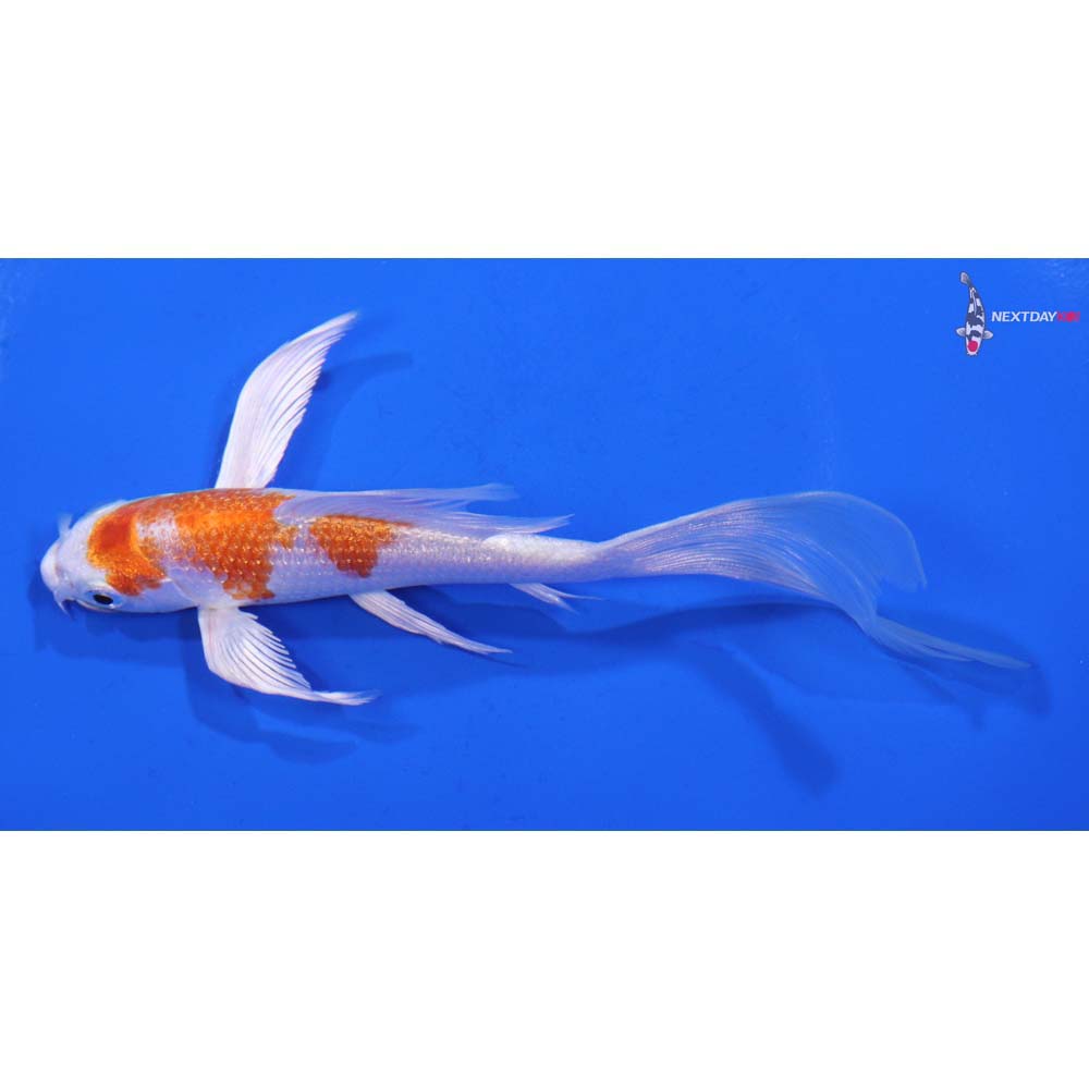 5” Imported Hariwake Butterfly Koi