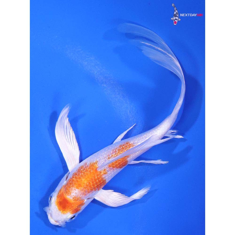 5” Imported Hariwake Butterfly Koi