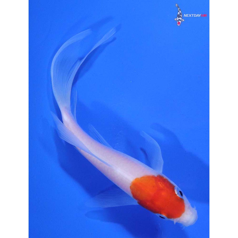 4” Imported Kohaku Butterfly Koi