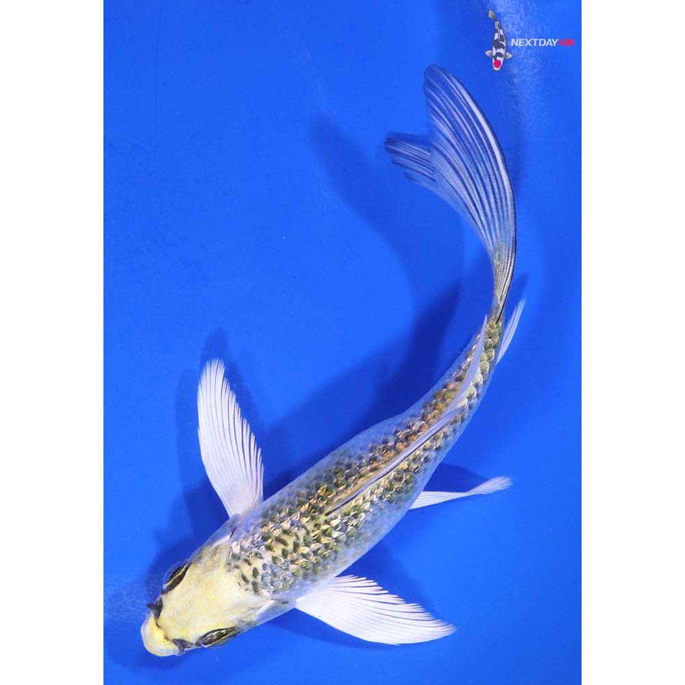 5” Imported Gin Rin Kujaku Butterfly Koi