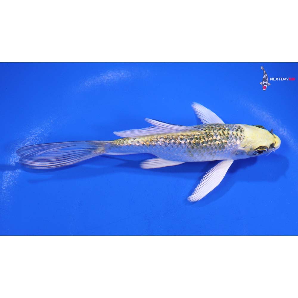 5” Imported Gin Rin Kujaku Butterfly Koi