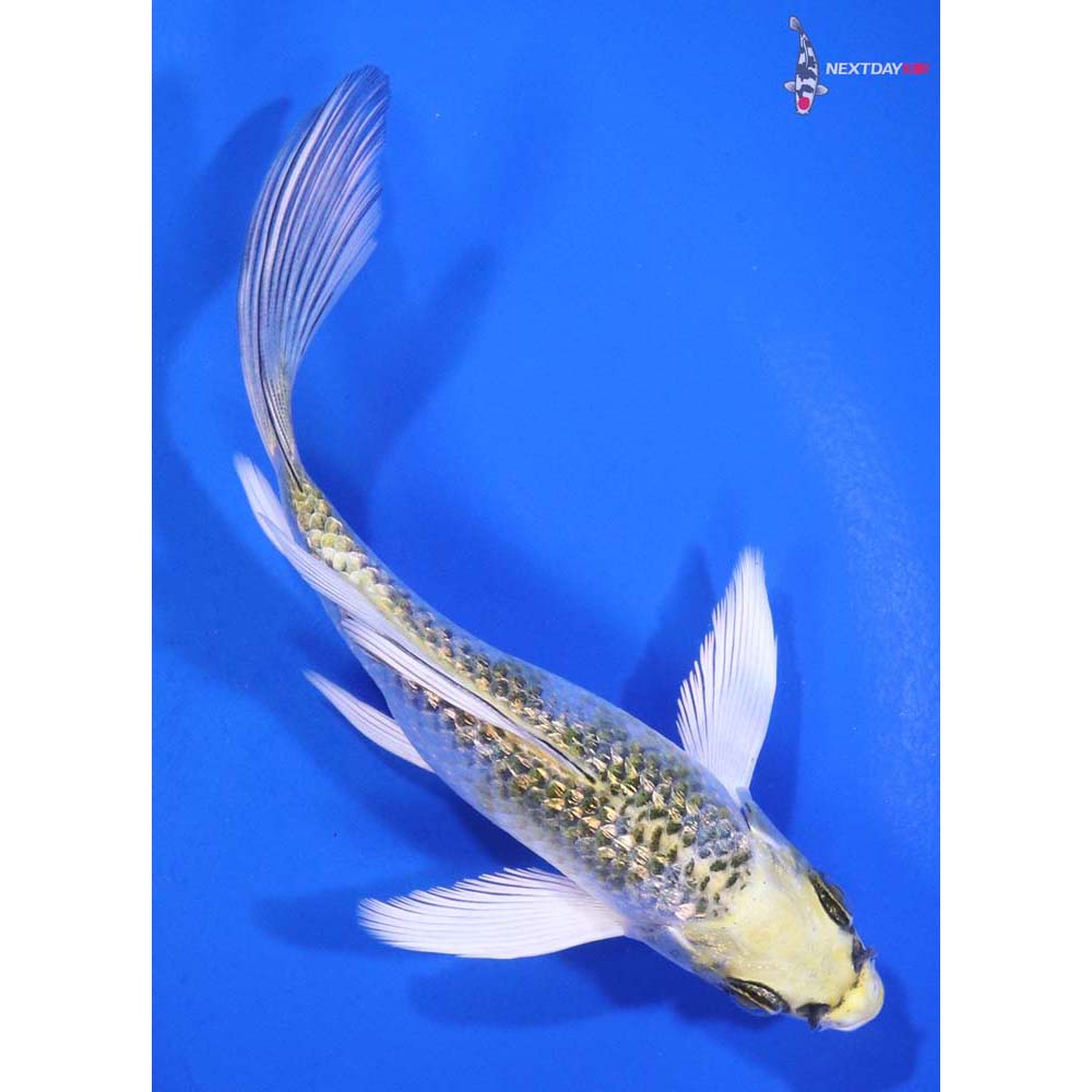 5” Imported Gin Rin Kujaku Butterfly Koi