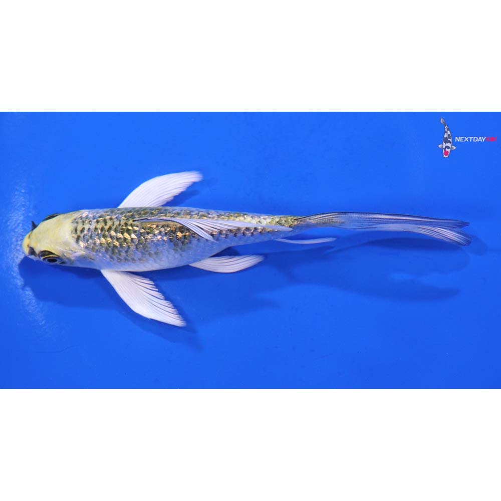 5” Imported Gin Rin Kujaku Butterfly Koi