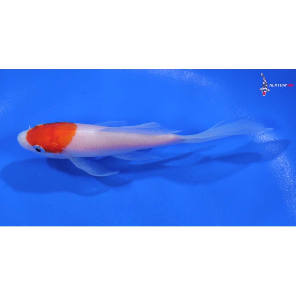 4” Imported Kohaku Butterfly Koi