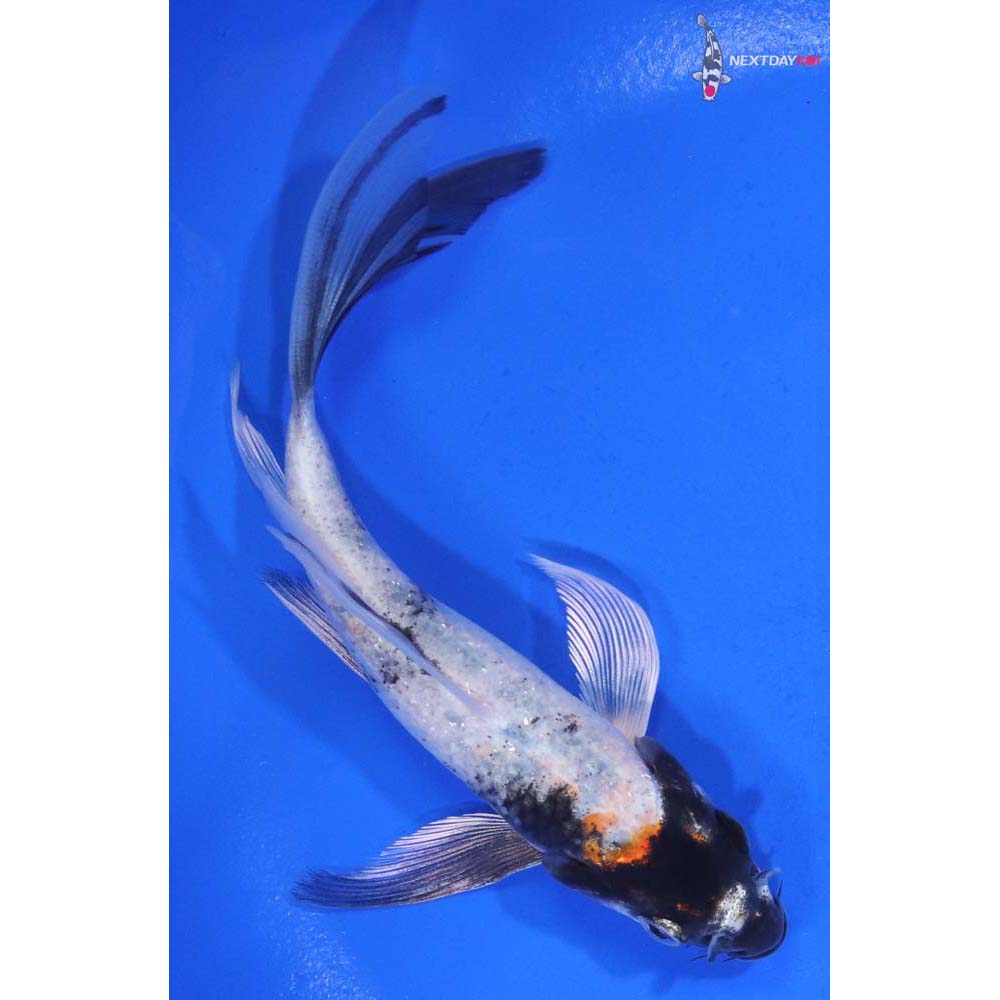 5” Imported Kin Showa Butterfly Koi