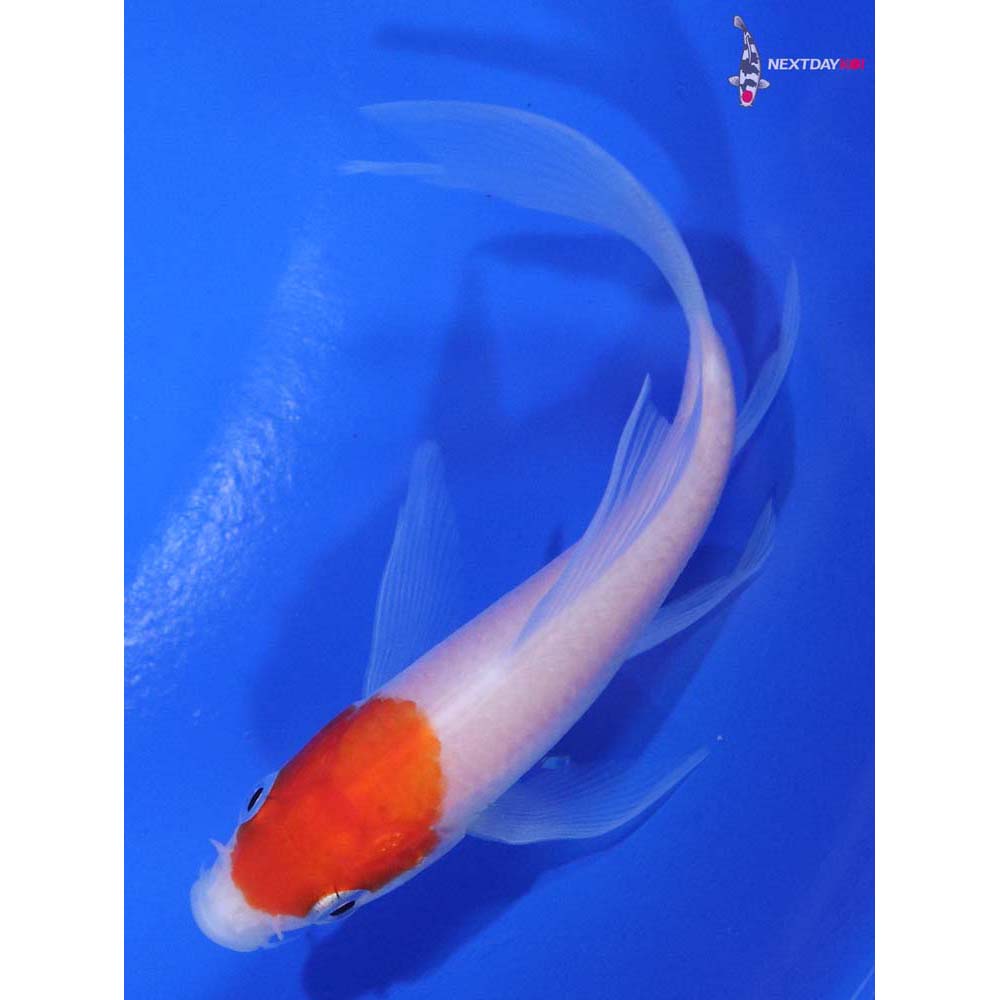 4” Imported Kohaku Butterfly Koi