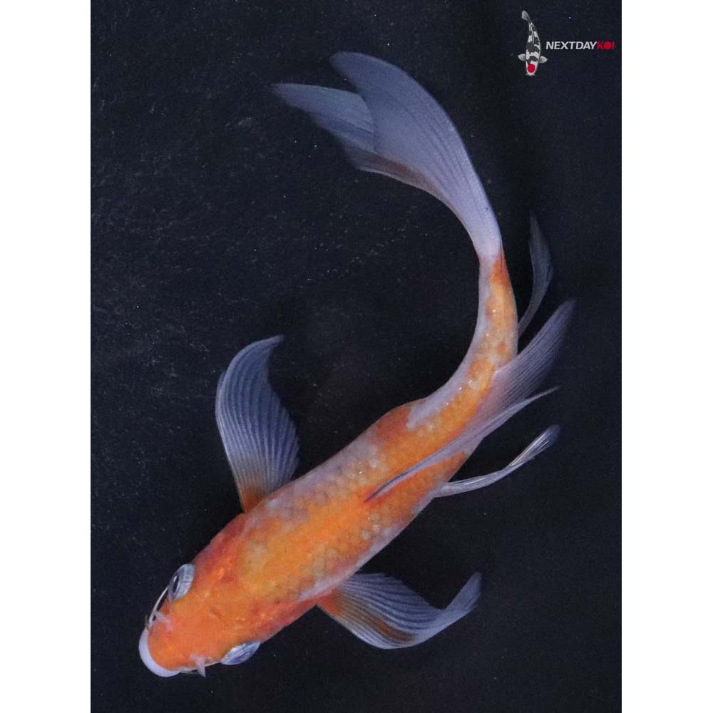 5” Imported Ochiba Shigure Butterfly Koi