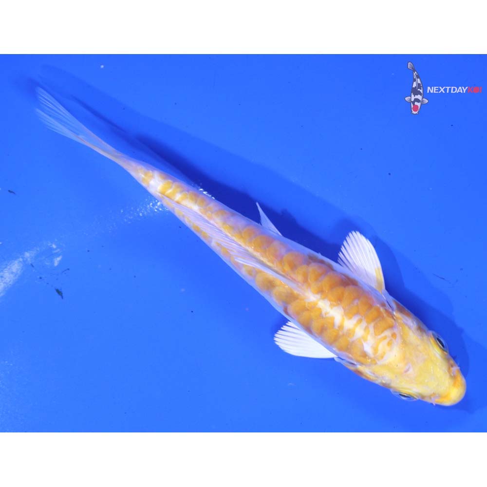 4” Imported Doitsu Lemon Hariwake