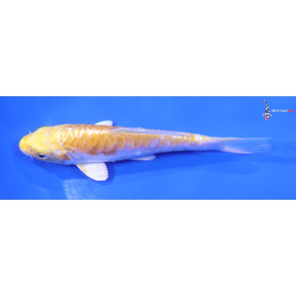 4” Imported Doitsu Lemon Hariwake